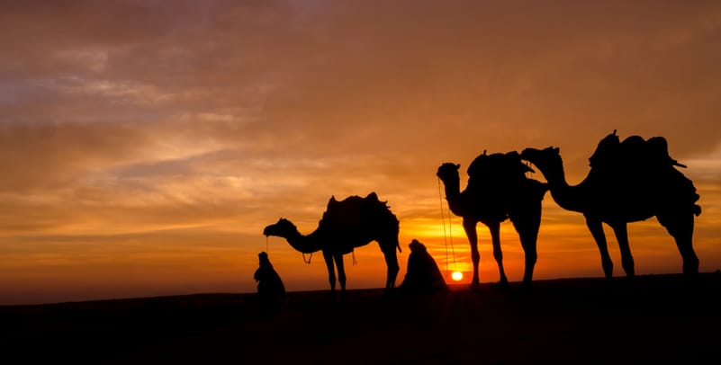 Embark on a camel safari on the Thar