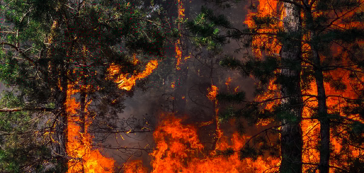 The out of control forest fire has destroyed hectares of pine forests in the Canary Islands (Representative Image)