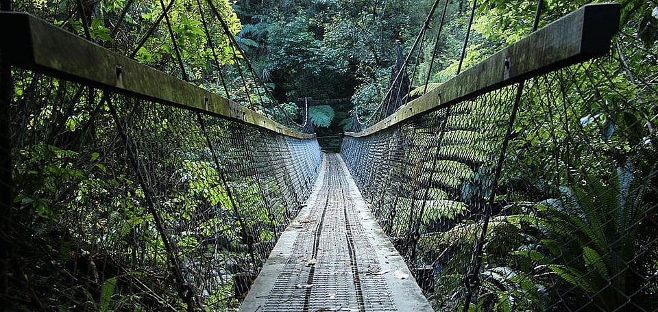 Add Indias First-Ever Canopy Walk To Your Bucket List