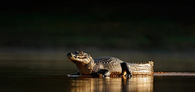 A crocodile on the bank of a river