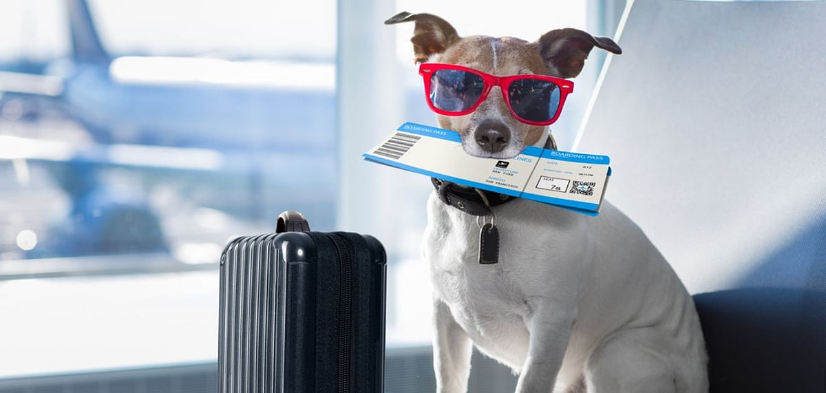 Akasa Air Allows Pets on Kolkata flights All About Airline's Inclusive
