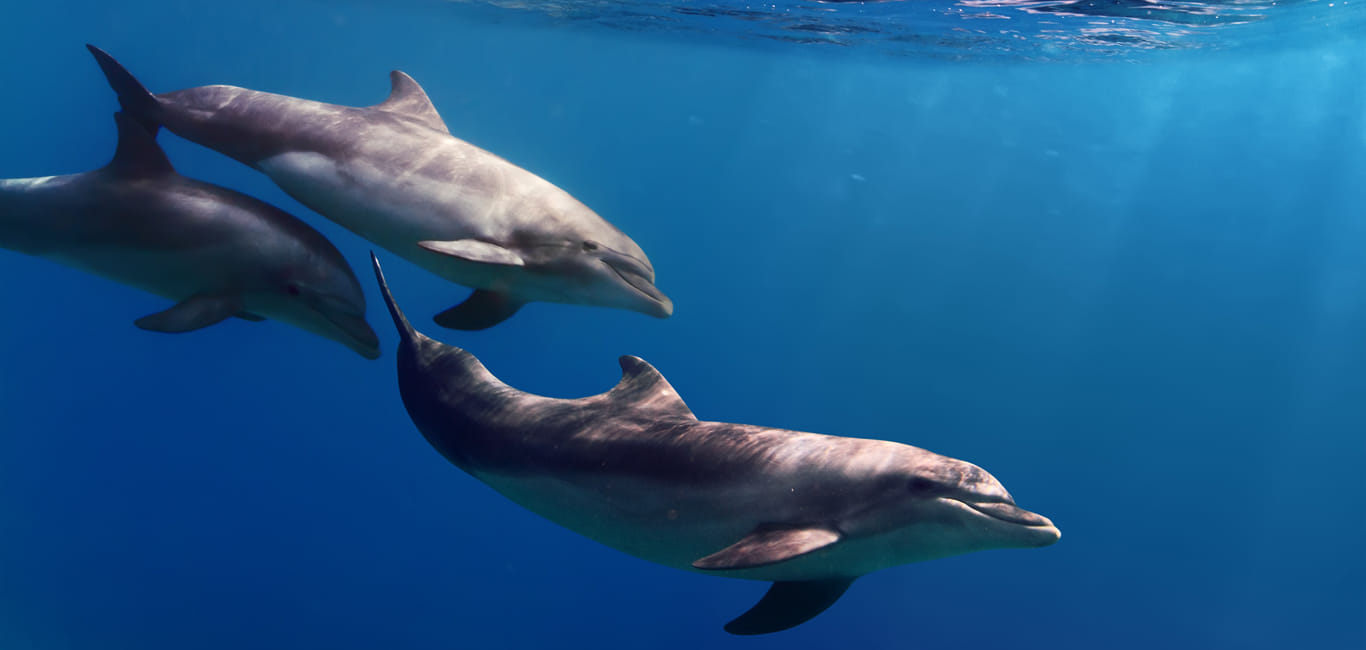 Spot the marine darlings on the West Coast of Scotland