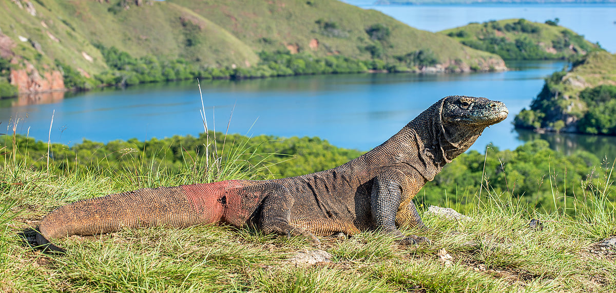 Komodo dragons are the largest extant lizards 