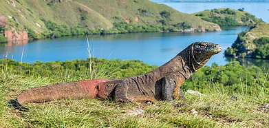 Komodo dragons are the largest extant lizards
