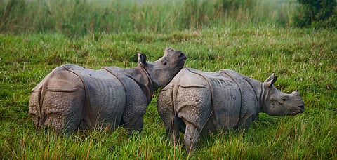 One horned rhinos in Kaziranga