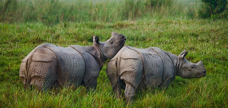 One horned rhinos in Kaziranga