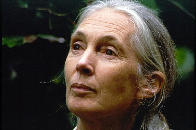 Jane Goodall