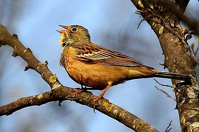Ortolan To eat or not to eat