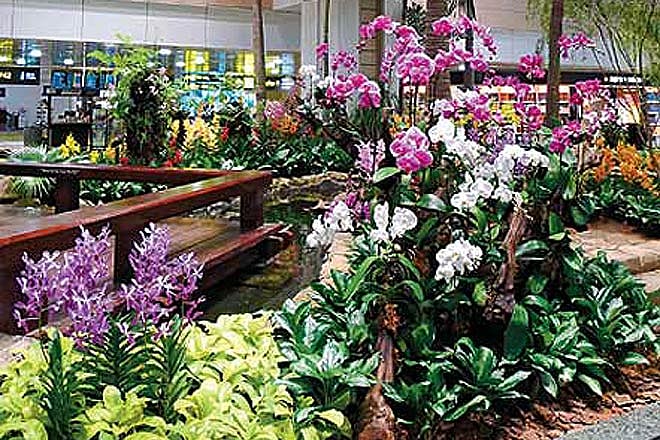 Changi Airport--s delightful Nature Trail