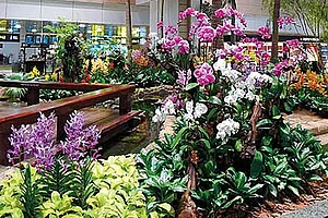 Changi Airport--s delightful Nature Trail