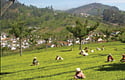 Tea time in the Nilgiris