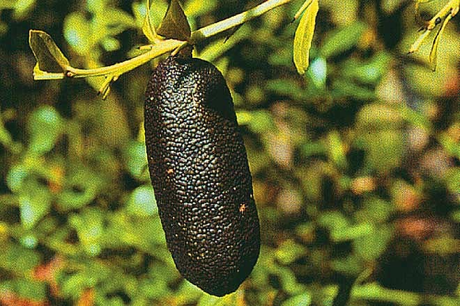 Australian finger lime Citric caviar