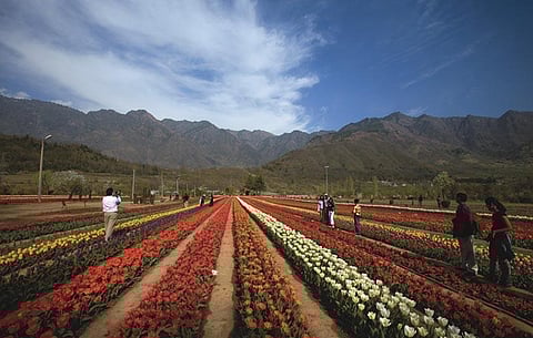 Visit Srinagar in spring to see Asia's largest tulip garden