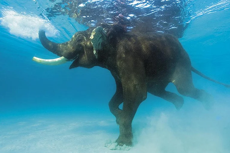 Rajan, the swimming elephant of the Andamans, enjoys a dip - null