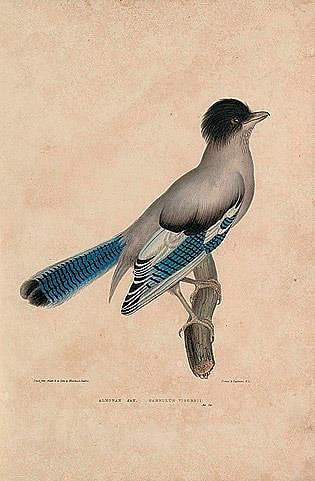 Watercolour painting of the Almora Jay