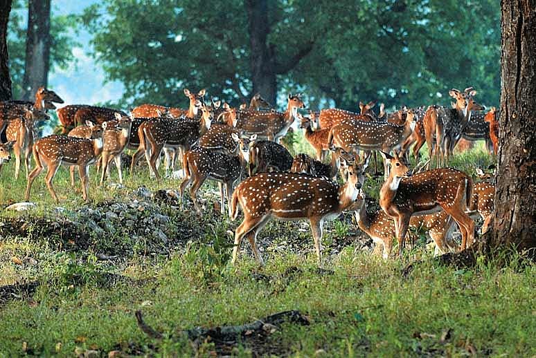 Kanha National Park