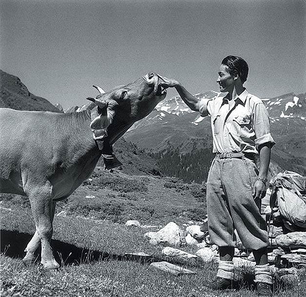 Tenzing Norgay with a Swiss cow