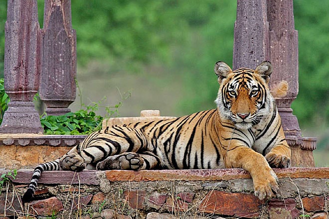Blog The Life and Times of Machli, Ranthambore National Park--s Celebrity Tigress