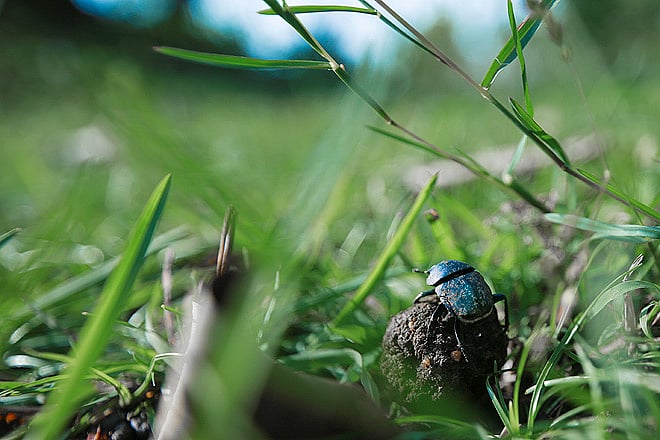 Maharashtra Tadoba in the Rains
