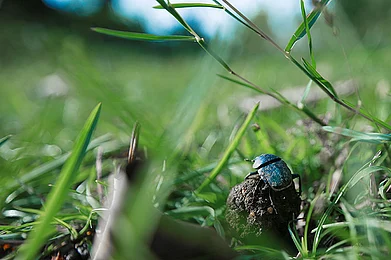 Maharashtra Tadoba in the Rains