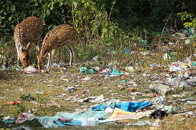 Double Trouble in Paradise