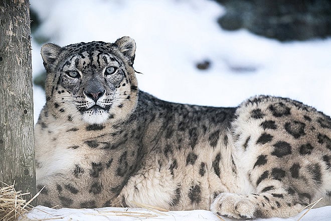 Blog The Plight of the Snow Leopard