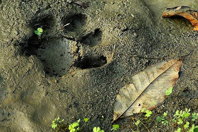 Tiger paw prints at the Tadoba reserve 