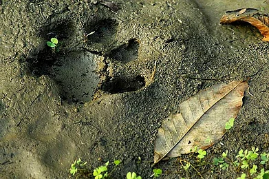 Tiger paw prints at the Tadoba reserve
