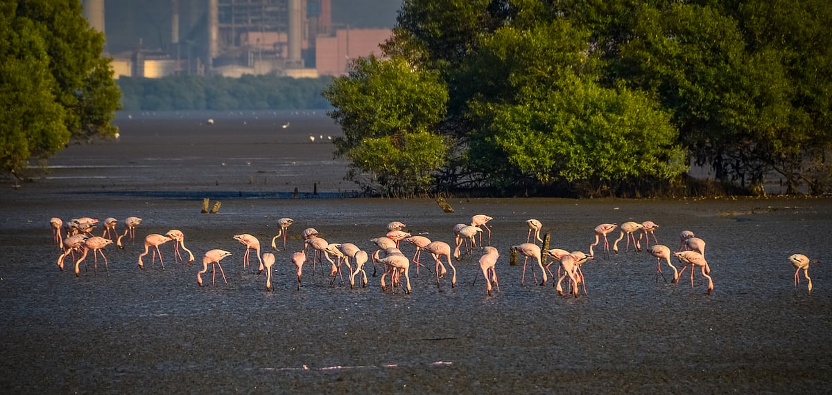Flamingos in the Sewri mudflats of Mumbai