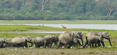 A group of elephants inside Kaziranga National Park