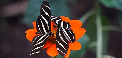 Keep this site handy during butterfly season