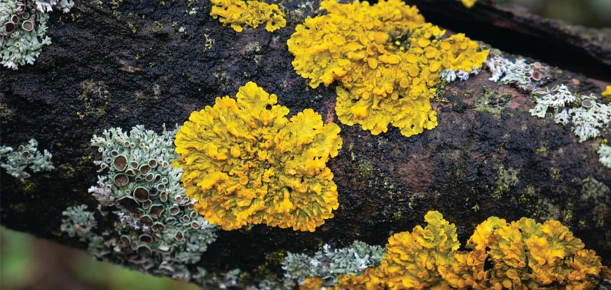 Lichens are a natural visual check of the pollution levels in the Himalaya