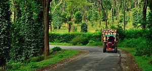 A coffee plantation in Coorg