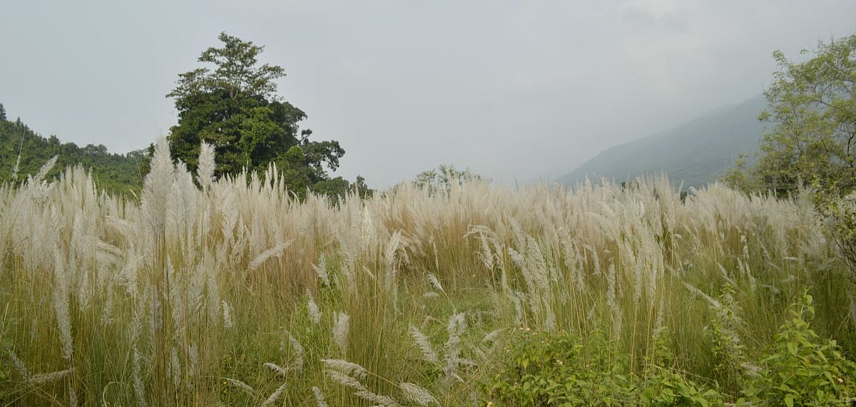 Dalma Wildlife Sanctuary in Jharkhand 