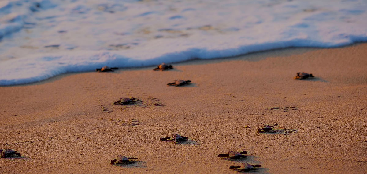 New born Olive Ridley Turtles on the beach