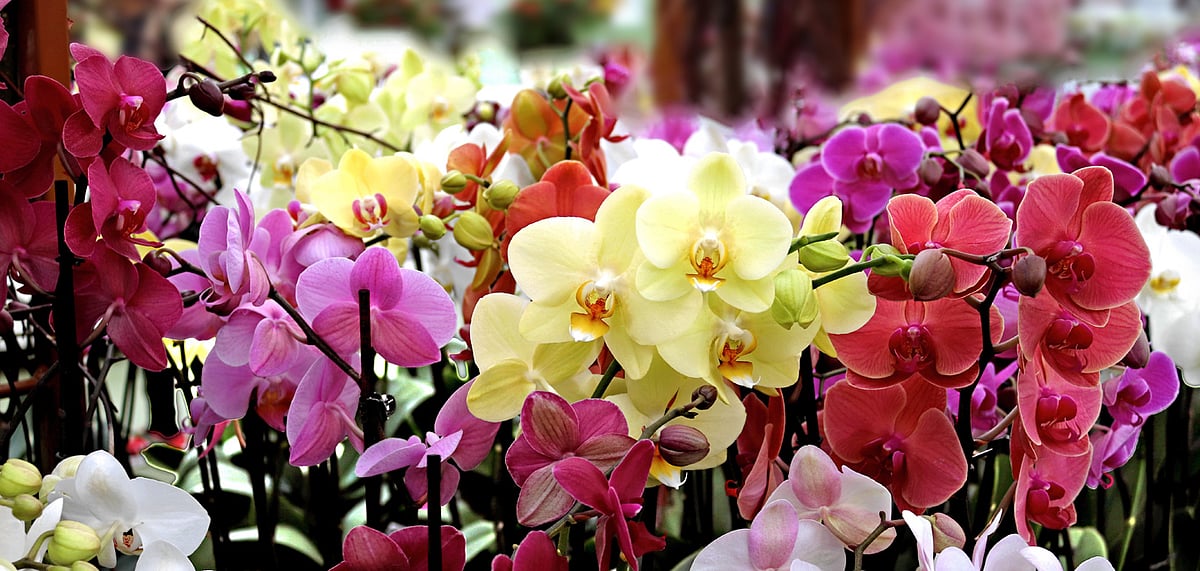 Various species of orchids can be spotted at the Orchidarium (Representative Image)
