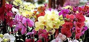 Various species of orchids can be spotted at the Orchidarium (Representative Image)