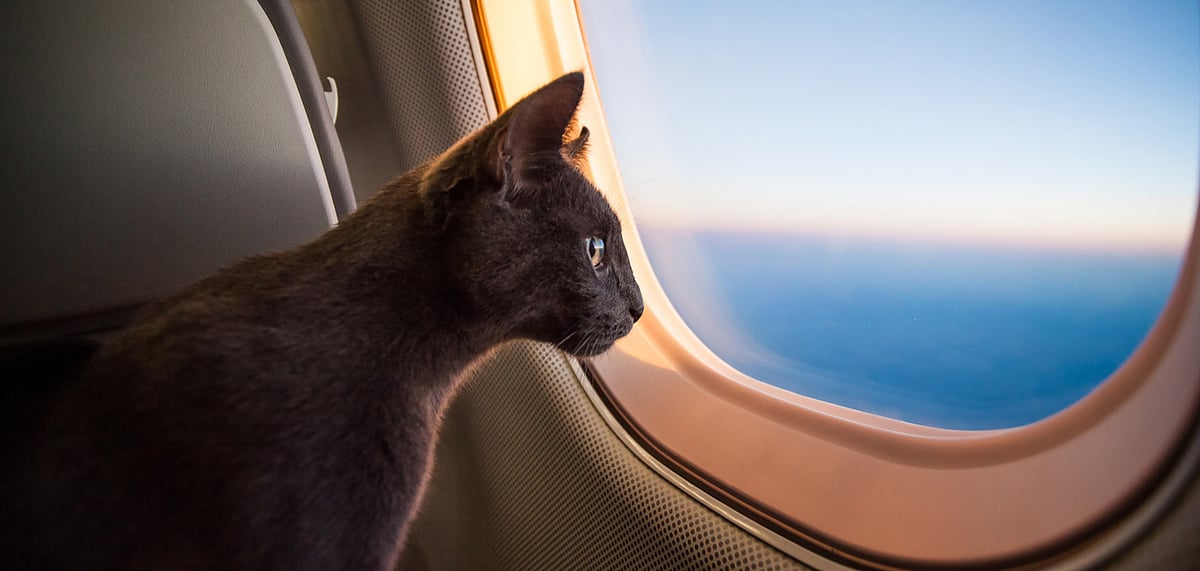 Discuss how to make your pet more travel-fit at the symposium