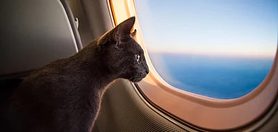 Discuss how to make your pet more travel-fit at the symposium
