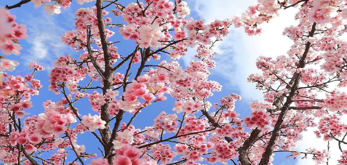 The Cherry Blossom Festival marks the start of the pink season 