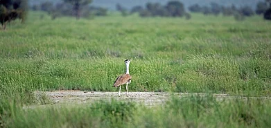 Muniya inhabitants include the critically endangered Great Indian Bustard