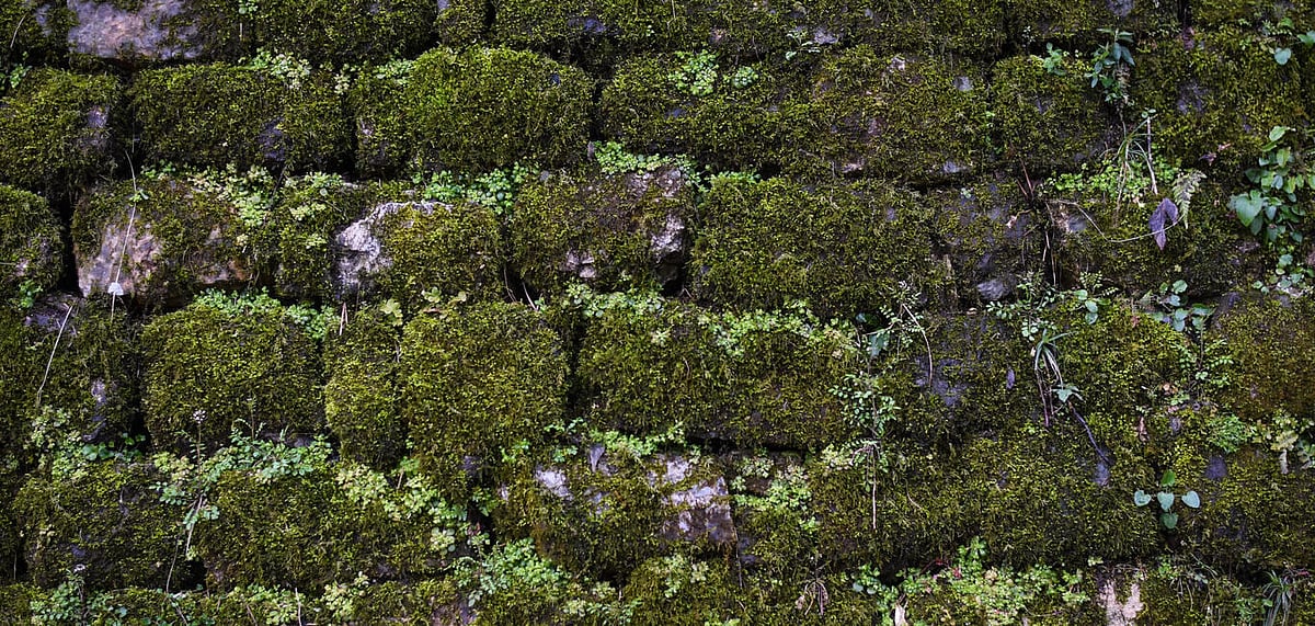 Moss blanketing a concrete wall in Nainital, Uttarakhand