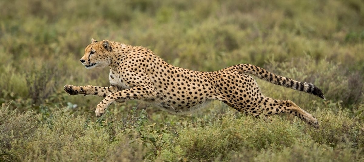 The cheetah became extinct in India in the early 1950s