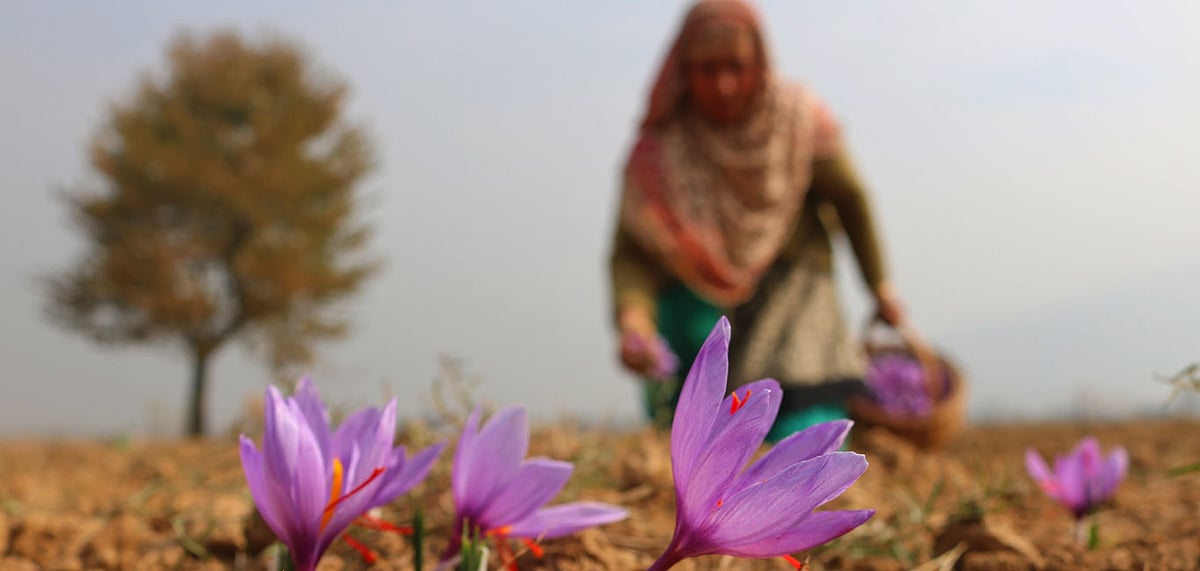 Woman collecting saffron in Pampore in Jammu and Kashmir