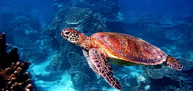 Representative Image A sea turtle in the Great Barrier Reef, Australia