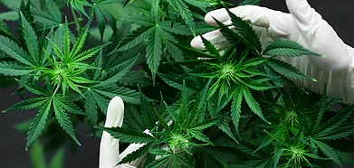 Cannabis cultivation is also expected to generate jobs in the state