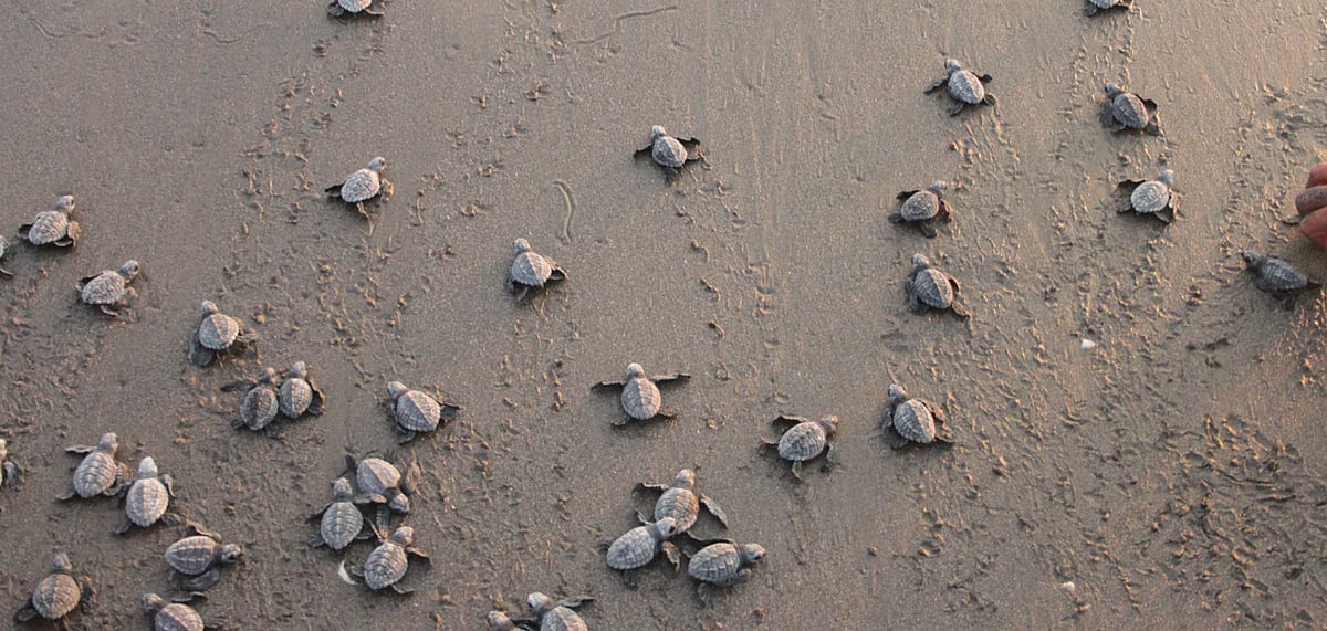 The scramble for the sea is an amazing sight