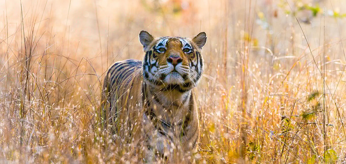 A tiger at Kanha