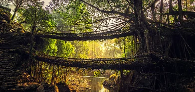Living root bridge near Nongriat village in Meghalaya
