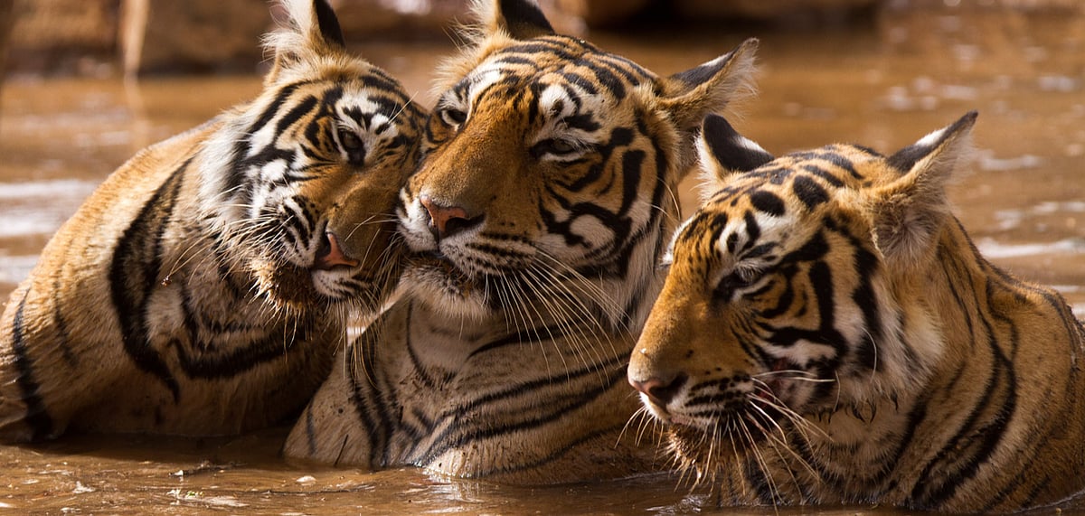 The forest in which a tiger lives and other animals also receive protective cover with intense tiger conservation